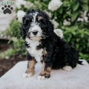 Lucy, Bernedoodle Puppy