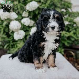 Lucy, Bernedoodle Puppy