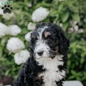 Lucy, Bernedoodle Puppy