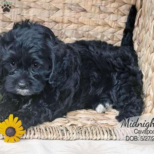 Midnight, Cavapoo Puppy