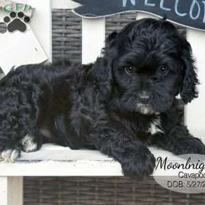 Moonlight, Cavapoo Puppy