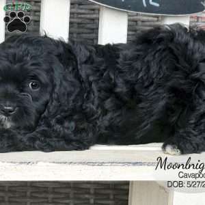 Moonlight, Cavapoo Puppy