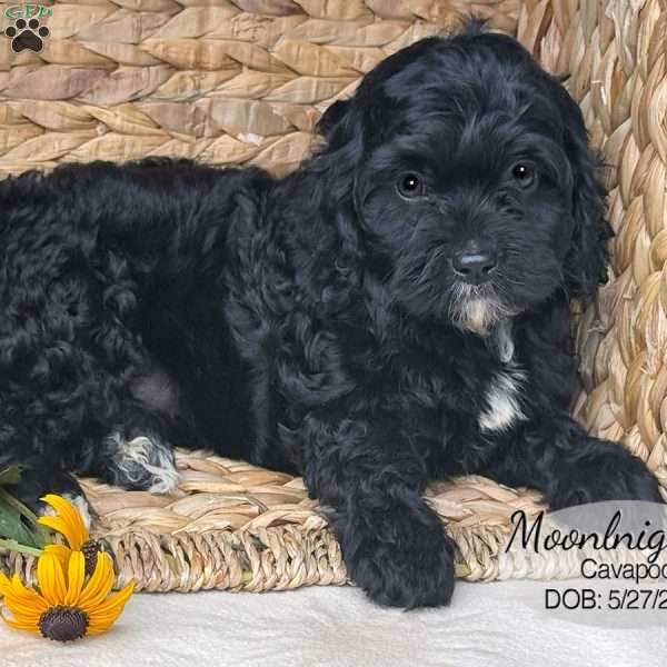Moonlight, Cavapoo Puppy
