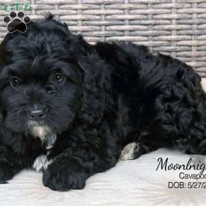 Moonlight, Cavapoo Puppy