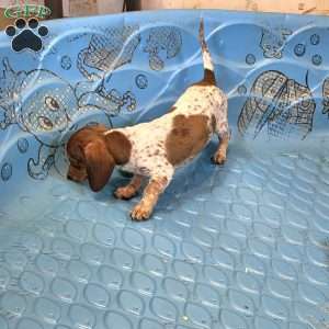 Nellie, Dachshund Puppy