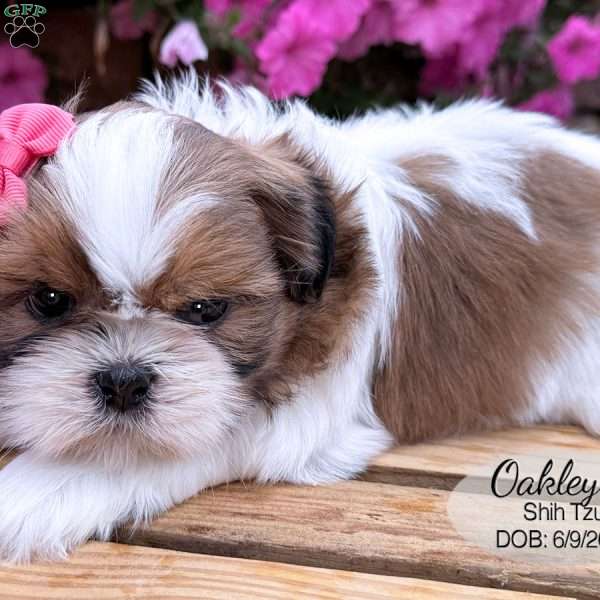Oakley, Shih Tzu Puppy