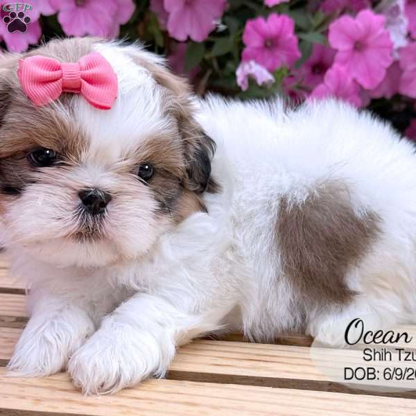 Ocean, Shih Tzu Puppy