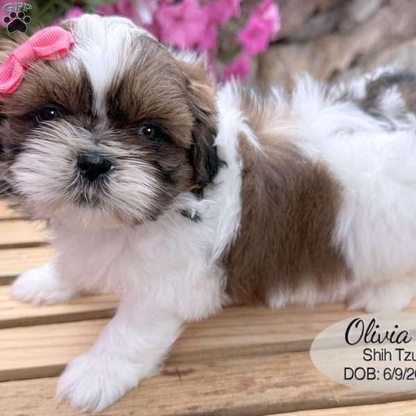 Olivia, Shih Tzu Puppy