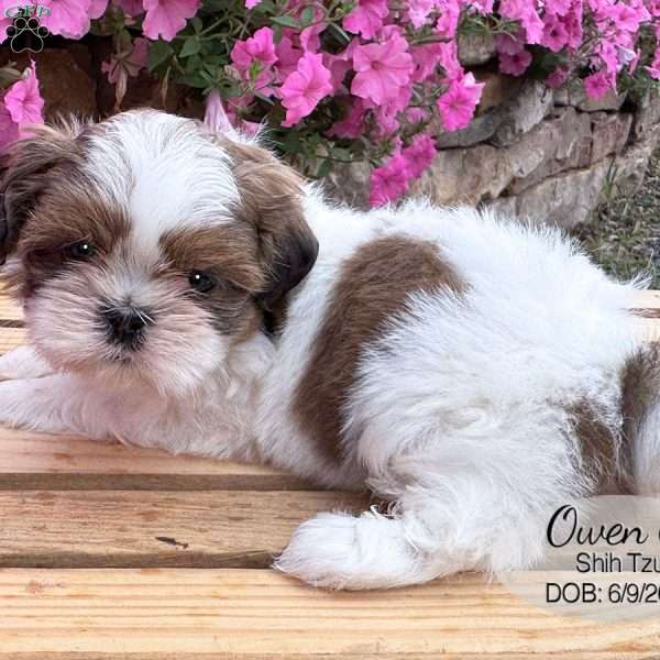 Owen, Shih Tzu Puppy
