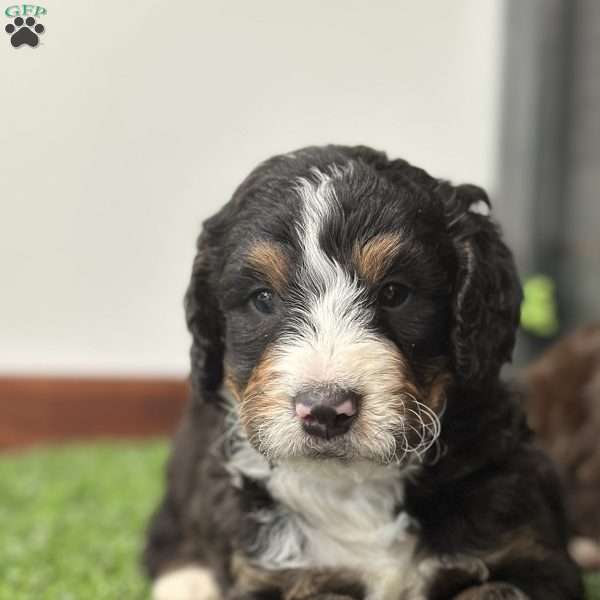 Parker, Mini Bernedoodle Puppy