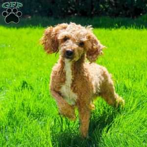 Bravo, Cavapoo Puppy
