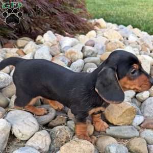 Sandy, Dachshund Puppy