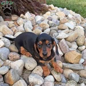 Sandy, Dachshund Puppy