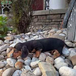 Sandy, Dachshund Puppy