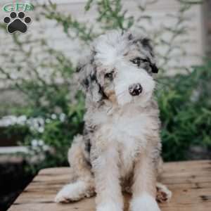 Sadie, Mini Bernedoodle Puppy