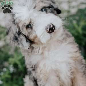 Sadie, Mini Bernedoodle Puppy