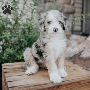 Sadie, Mini Bernedoodle Puppy