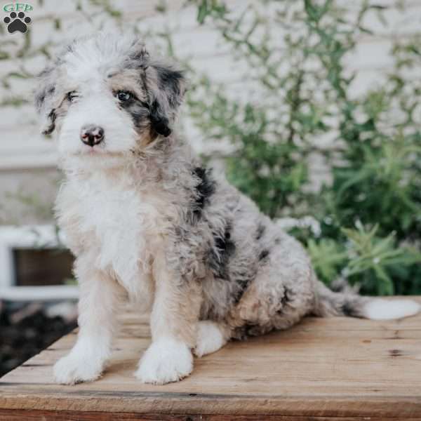 Sadie, Mini Bernedoodle Puppy