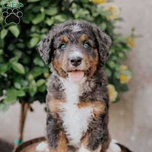 Scotty, Mini Bernedoodle Puppy