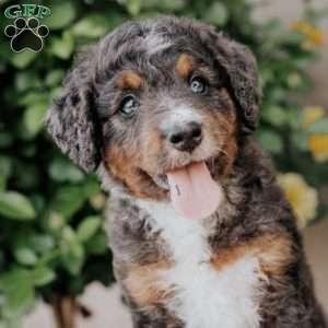 Scotty, Mini Bernedoodle Puppy