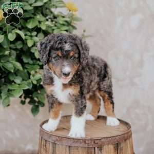 Scotty, Mini Bernedoodle Puppy