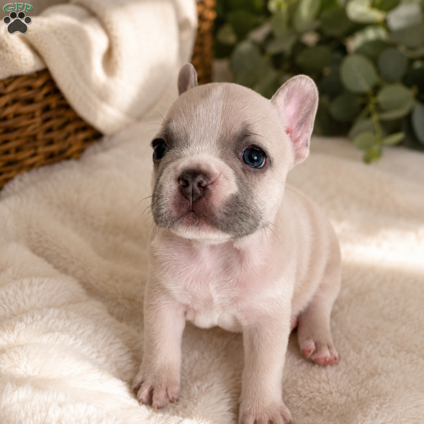 SESAME, French Bulldog Puppy