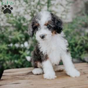 Seth, Mini Bernedoodle Puppy
