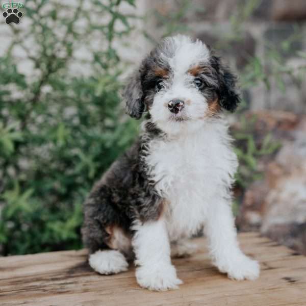 Seth, Mini Bernedoodle Puppy
