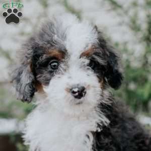 Seth, Mini Bernedoodle Puppy