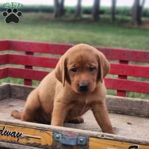 Leo, Fox Red Labrador Retriever Puppy