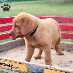 Leo, Fox Red Labrador Retriever Puppy