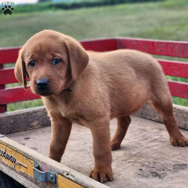 Leo, Fox Red Labrador Retriever Puppy