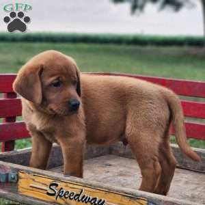 Rocky, Fox Red Labrador Retriever Puppy