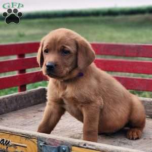 Rocky, Fox Red Labrador Retriever Puppy