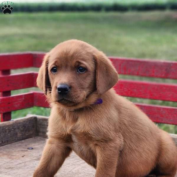 Rocky, Fox Red Labrador Retriever Puppy