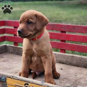 Buddy, Fox Red Labrador Retriever Puppy