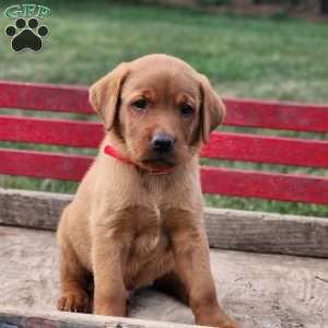 Buddy, Fox Red Labrador Retriever Puppy