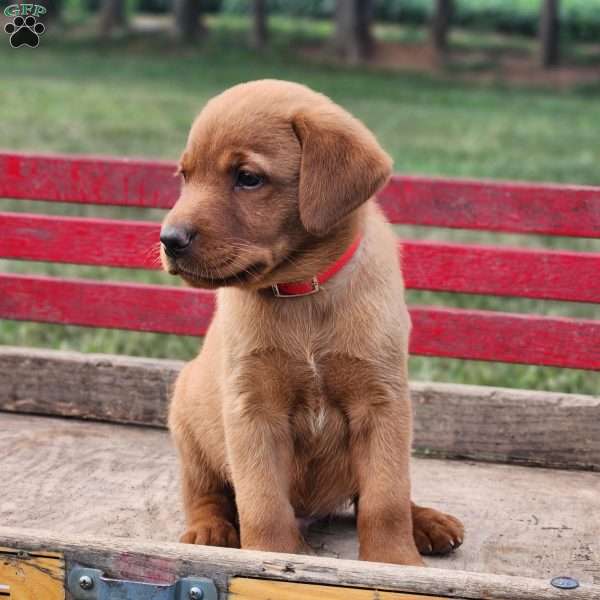 Buddy, Fox Red Labrador Retriever Puppy