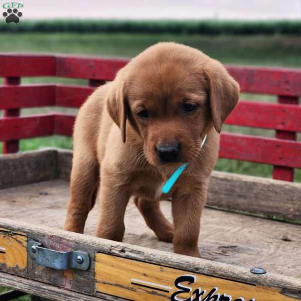 Bella, Fox Red Labrador Retriever Puppy