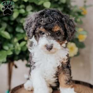 Silas, Mini Bernedoodle Puppy