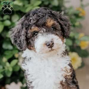 Silas, Mini Bernedoodle Puppy