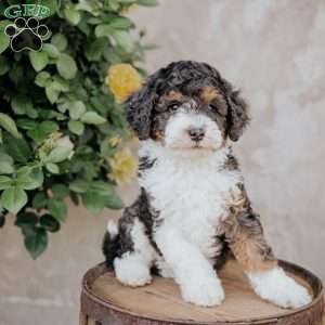 Silas, Mini Bernedoodle Puppy