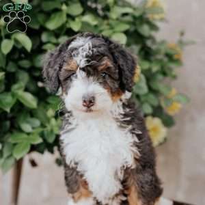 Skip, Mini Bernedoodle Puppy