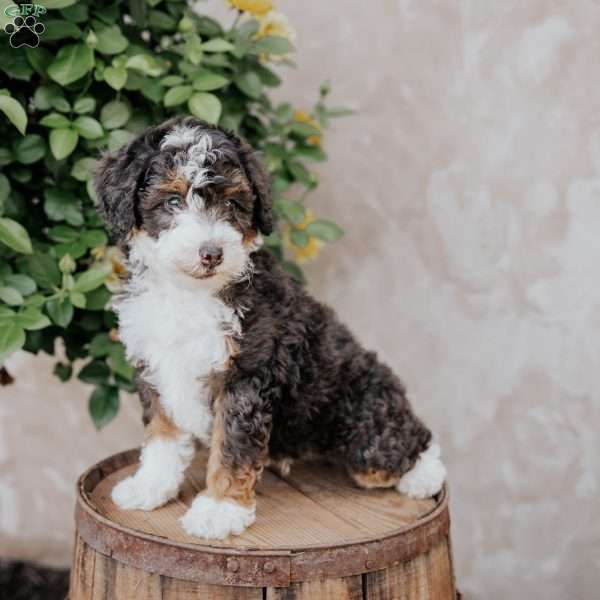 Skip, Mini Bernedoodle Puppy