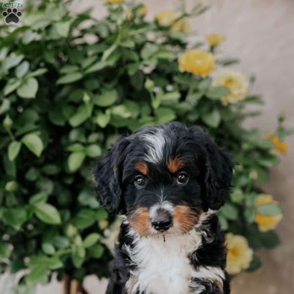 Skittles, Mini Bernedoodle Puppy