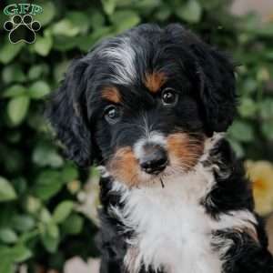 Skittles, Mini Bernedoodle Puppy