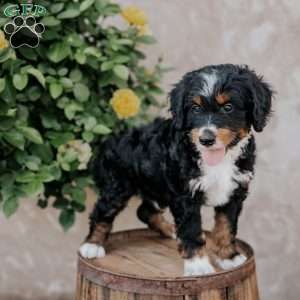 Skittles, Mini Bernedoodle Puppy