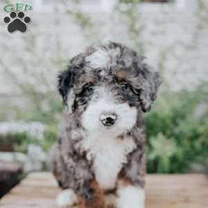 Snoop, Mini Bernedoodle Puppy