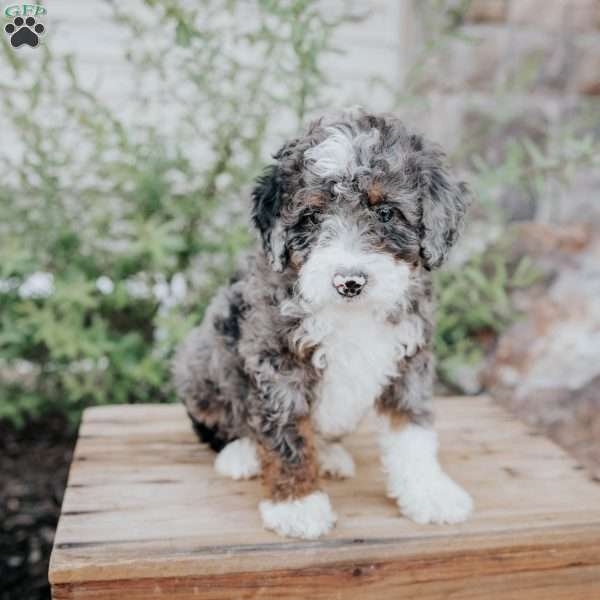 Snoop, Mini Bernedoodle Puppy