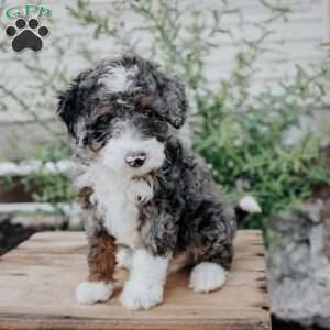 Snoop, Mini Bernedoodle Puppy